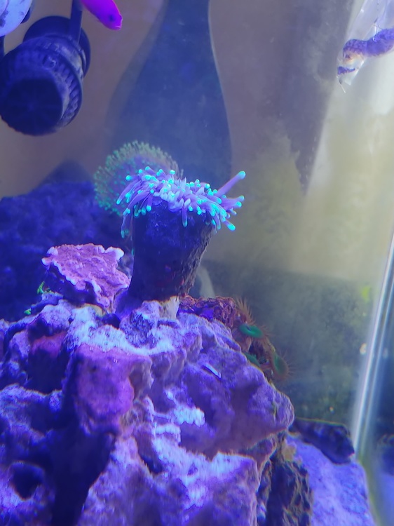 Torch coral dying? EMERGENCY FORUM PNWMAS