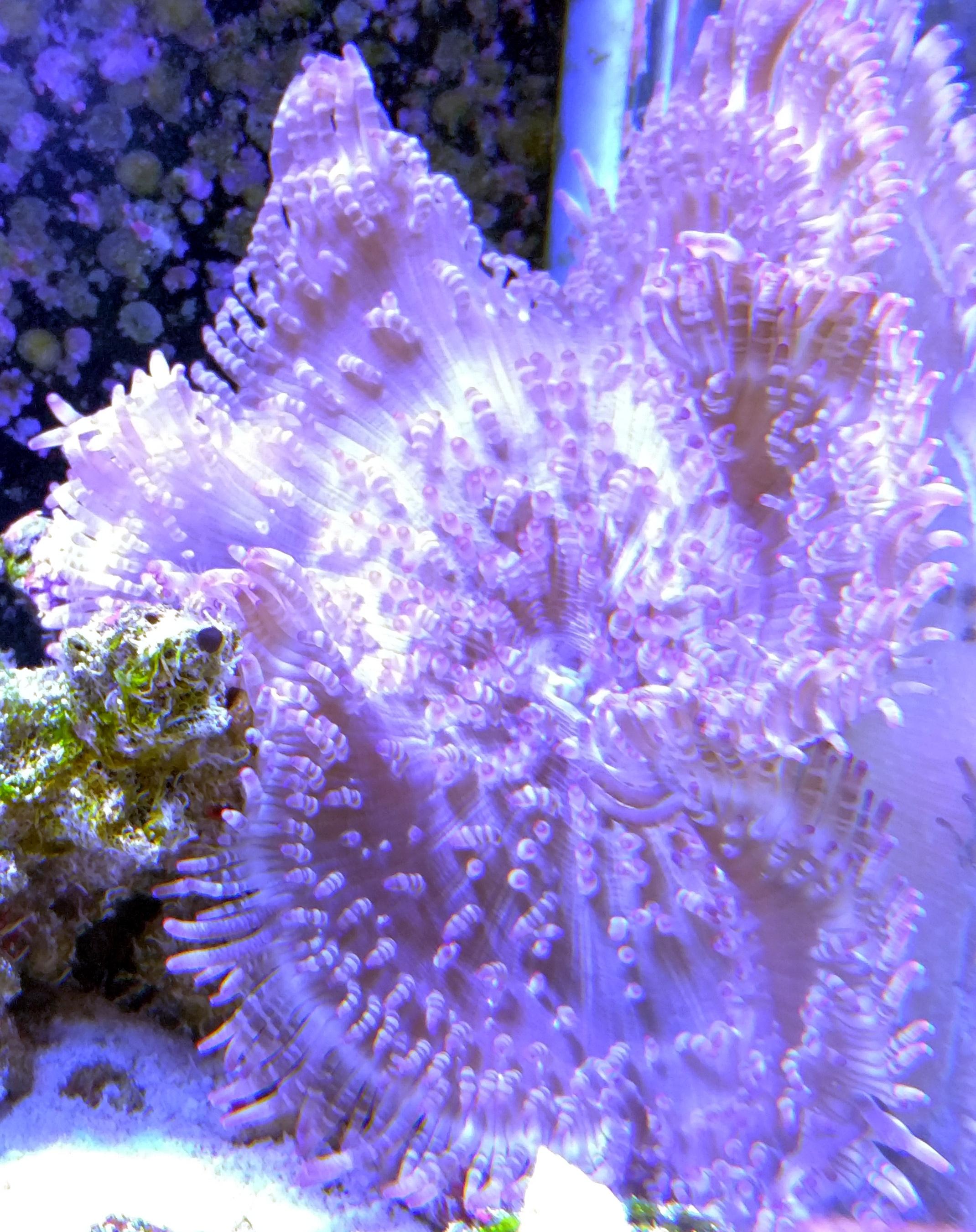 Very Large Sebae Anemone 80 Classified Threads PNWMAS